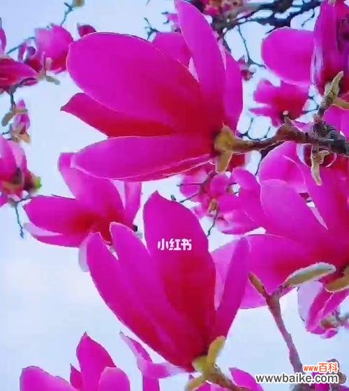 无奈与纠结 以忘忧草代表爱而不得的痛苦