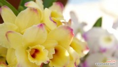 以石斛兰为媒介 石斛兰的花语与寓意——探索自然之美的奇妙之旅