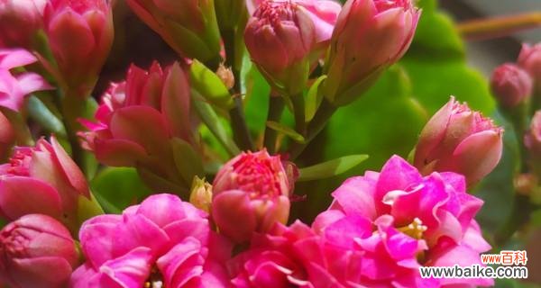 揭秘不同花卉象征的财运奥秘 花开财运，财富源源不断