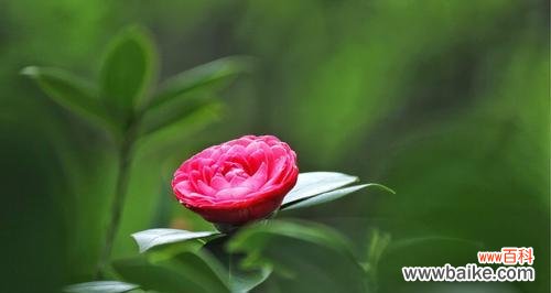 财富花开 财富之花