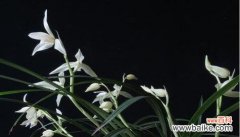 舒缓心灵的芬芳世界 以百合花代表安静优雅