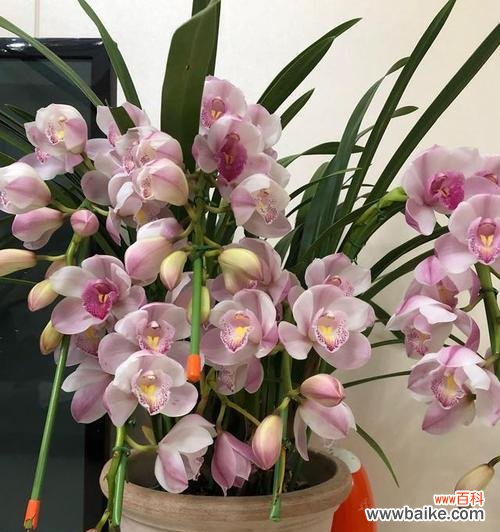 迎接新春的花卉传统与美丽 春节花事