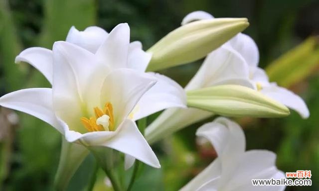 初见芬芳 初恋之花——初恋的象征与回忆