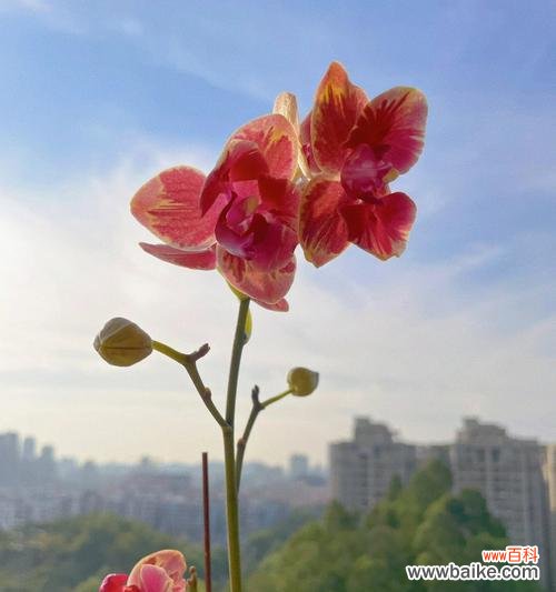 初见芬芳 初恋之花——初恋的象征与回忆