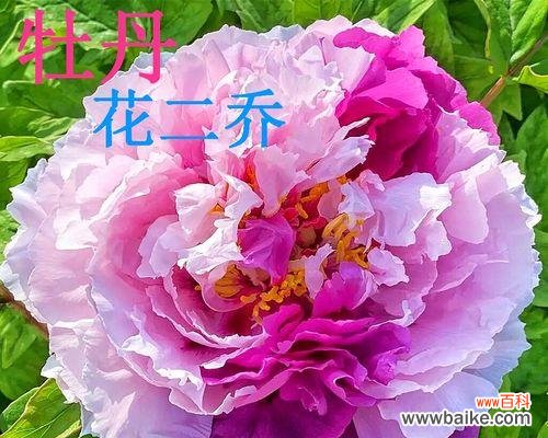 花开之美 诚信花开润物无声