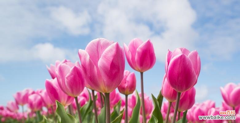 以百合花为代表 纯洁之花——探寻花朵与纯洁的象征意义