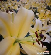 以百合花为代表 纯洁之花——探寻花朵与纯洁的象征意义