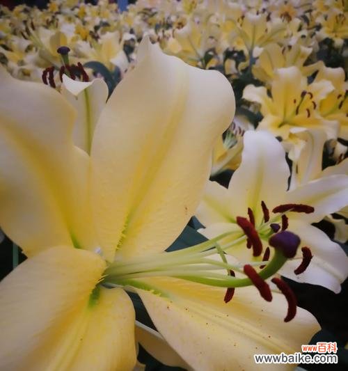 以百合花为代表 纯洁之花——探寻花朵与纯洁的象征意义