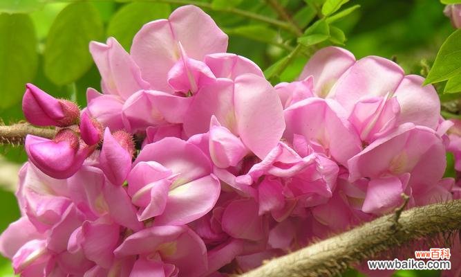 以花朵代表春天的美丽与希望 春天的花海