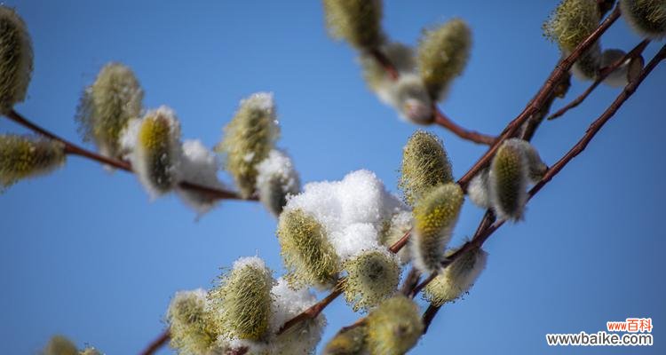 以花朵代表春天的美丽与希望 春天的花海