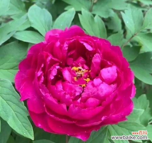 探寻花卉象征富贵吉祥的奥秘 花开富贵吉祥