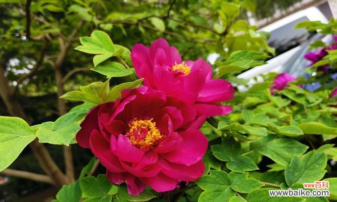 探寻花卉象征富贵吉祥的奥秘 花开富贵吉祥