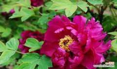 探寻花卉象征富贵吉祥的奥秘 花开富贵吉祥