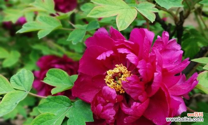 探寻花卉象征富贵吉祥的奥秘 花开富贵吉祥