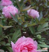 以花为媒 富贵之花