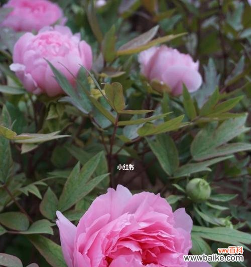 以花为媒 富贵之花