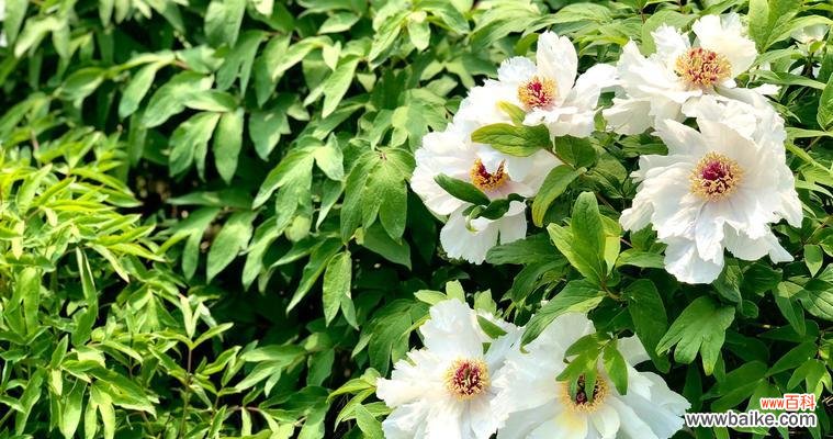 以花为媒 富贵之花