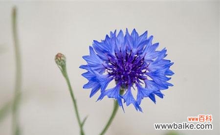 传递爱与憧憬的矢车菊花语 矢车菊花语的寓意