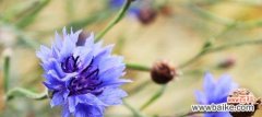 传递爱与憧憬的矢车菊花语 矢车菊花语的寓意