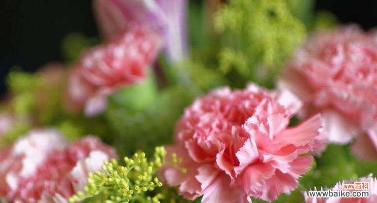 用康乃馨盆景向母亲表达深深的感谢之情 母亲节康乃馨盆景花语