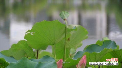 以荷花为喻 荷花的美与人的境界