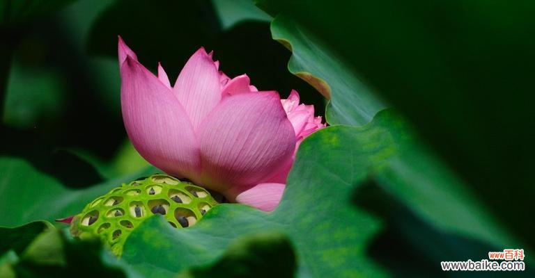 以荷花为喻 荷花的美与人的境界