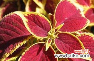 揭秘紫苏花的神秘传说与深刻花语 紫苏花的花语与传说