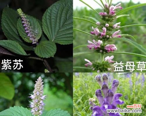 揭秘紫苏花的神秘传说与深刻花语 紫苏花的花语与传说