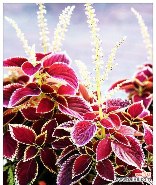 揭秘紫苏花的神秘传说与深刻花语 紫苏花的花语与传说