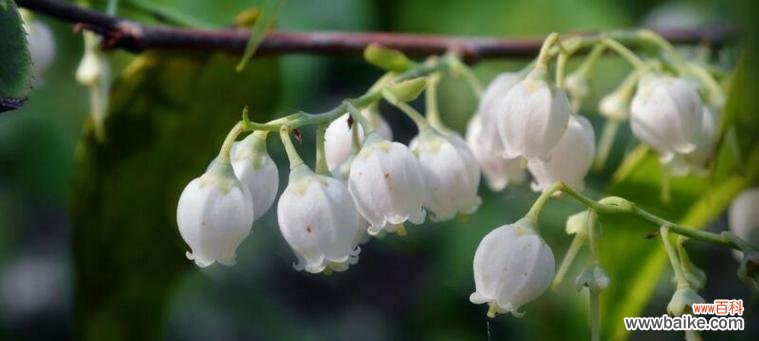 探寻钤兰花的深层含义与传承花语之美 钤兰花