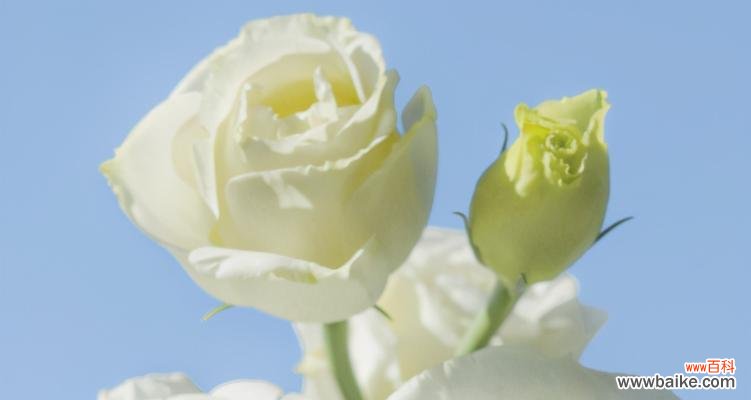 淡漠离愁 以菊花代表放弃感情