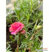 淡漠离愁 以菊花代表放弃感情