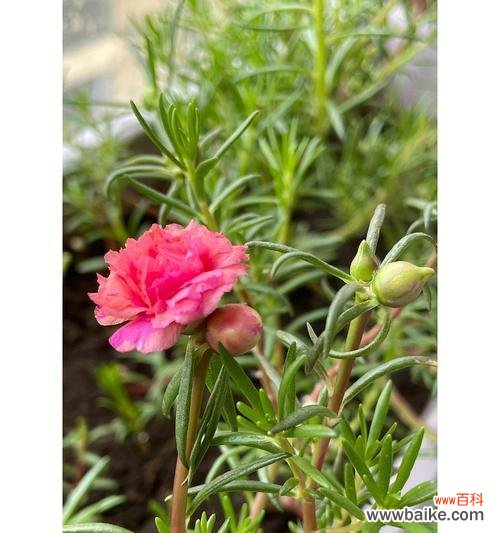 淡漠离愁 以菊花代表放弃感情