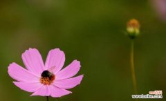 一个寂寞而美丽的世界 孤独忧郁的花朵