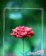 以花为媒 孤独之花