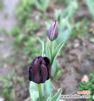 以花为媒 孤独之花