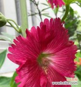 以梅花为象征的父爱之美 父爱如梅花般坚毅