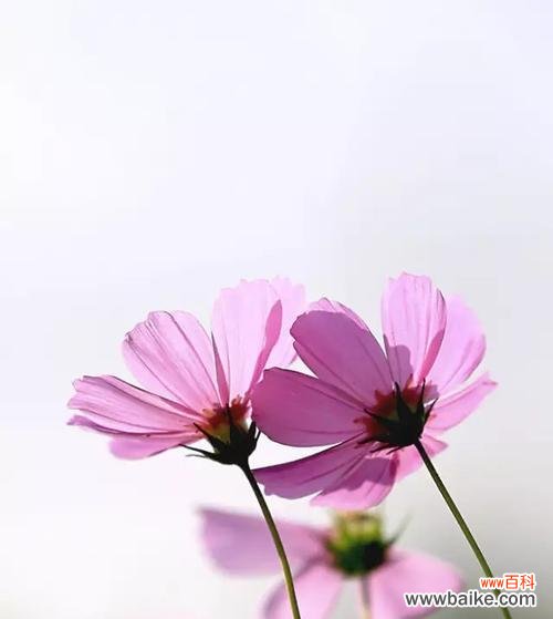 用百合花诉说分离的痛苦 花言巧语之间，分手的代价