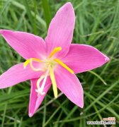 寒梅独立映雪白 孤傲清冷的世界