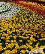 百合 以百合花代表高雅的艺术之美