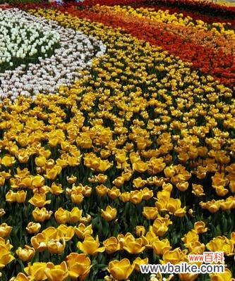 百合 以百合花代表高雅的艺术之美