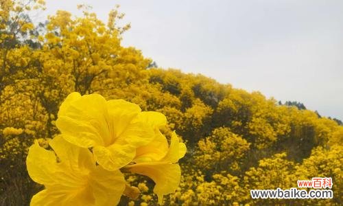 感恩的美丽鸢尾花 感恩之花——以鸢尾花为象征