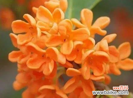 以各种花卉表达温暖的欢迎之情 花语欢迎回家