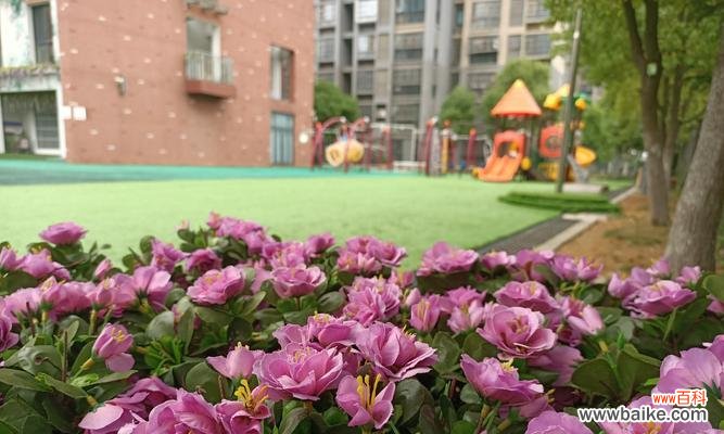 以各种花卉表达温暖的欢迎之情 花语欢迎回家