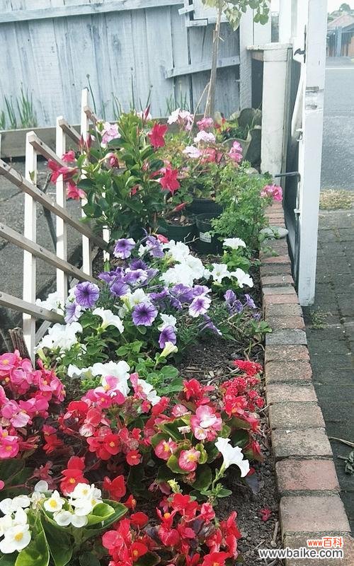 以各种花卉表达温暖的欢迎之情 花语欢迎回家