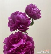 传递情谊的花朵之选 红颜知己的花语——以什么花代表红颜知己