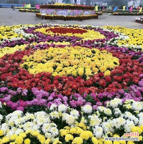 白兰花的深层含义与和平的象征意义 和平之花——以白兰花为象征的和平