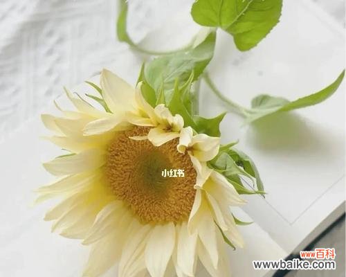 以鲜花代表救赎 花语救赎