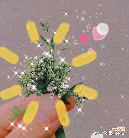 以鲜花代表救赎 花语救赎