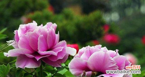 在花海中绽放的自信与荣耀 骄傲之花